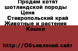 Продам котят шотландской породы › Цена ­ 2 000 - Ставропольский край Животные и растения » Кошки   